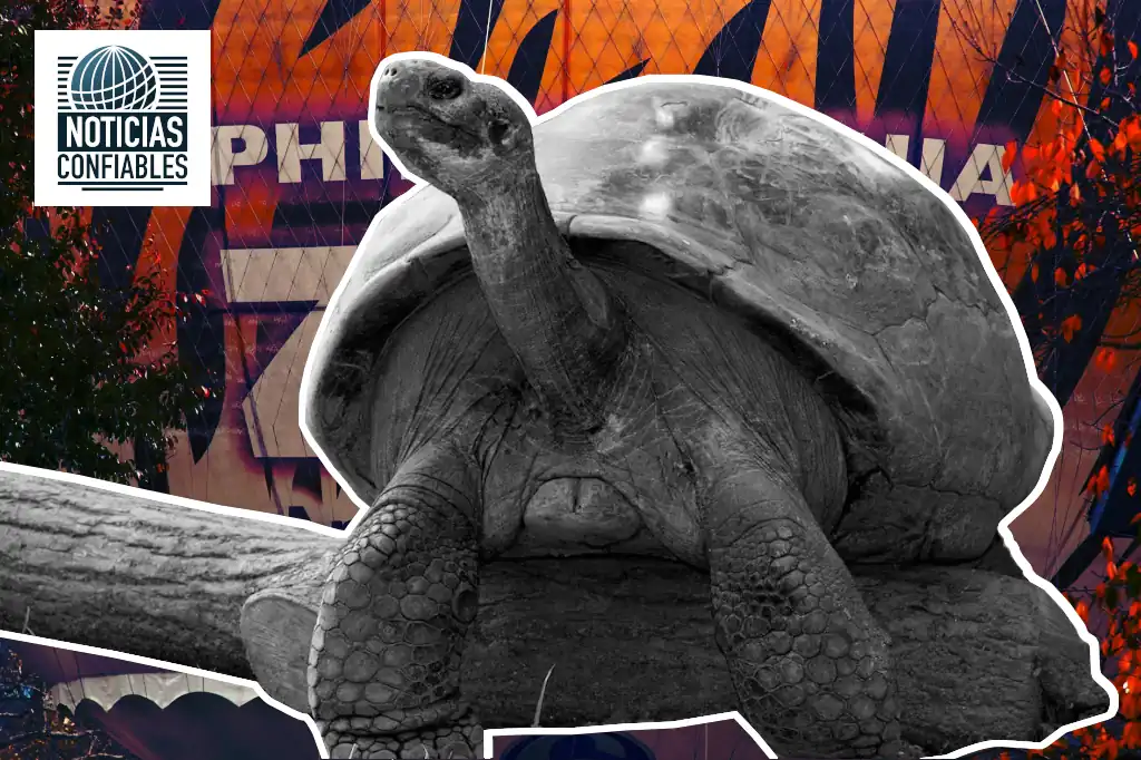 Mommy, una tortuga gigante de las Islas Galápagos de 100 años de edad se ha convertido en madre por primera vez en el zoológico de Filadelfia, Estados Unidos.